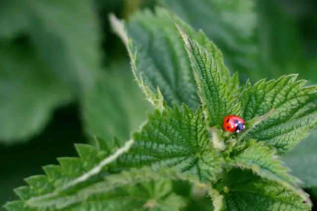 7 Reasons To Grow Stinging Nettle – Critical Cactus