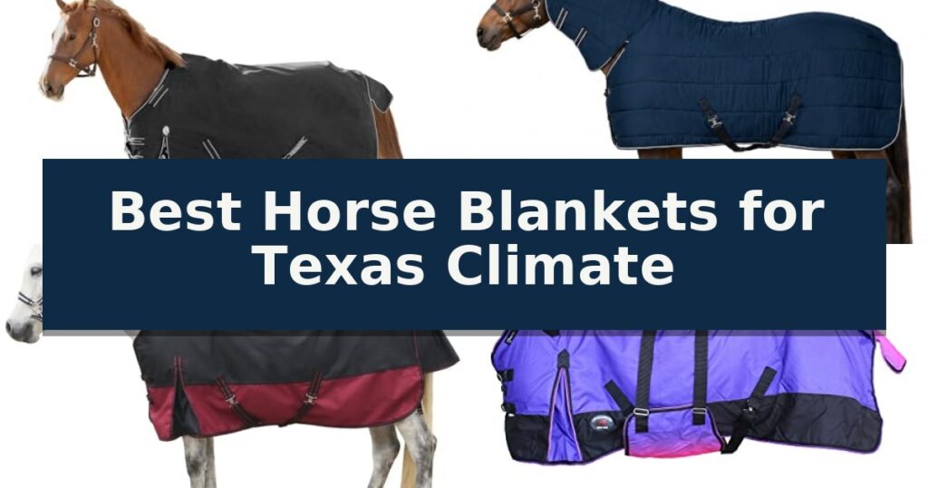 Best Horse Blankets for Texas Climate