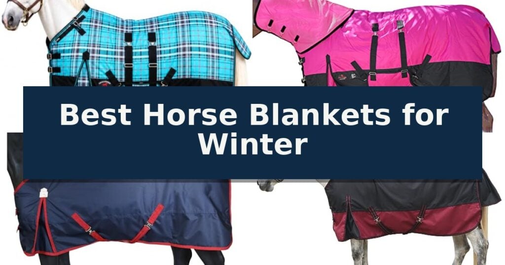 Best Horse Blankets for Winter