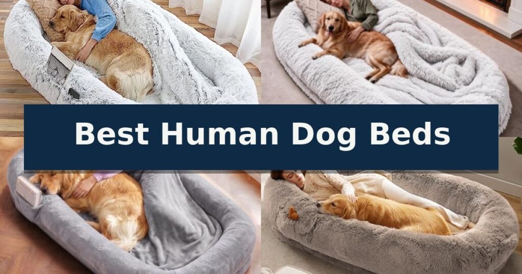 Best Human Dog Beds