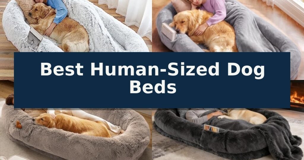 Best Human-Sized Dog Beds