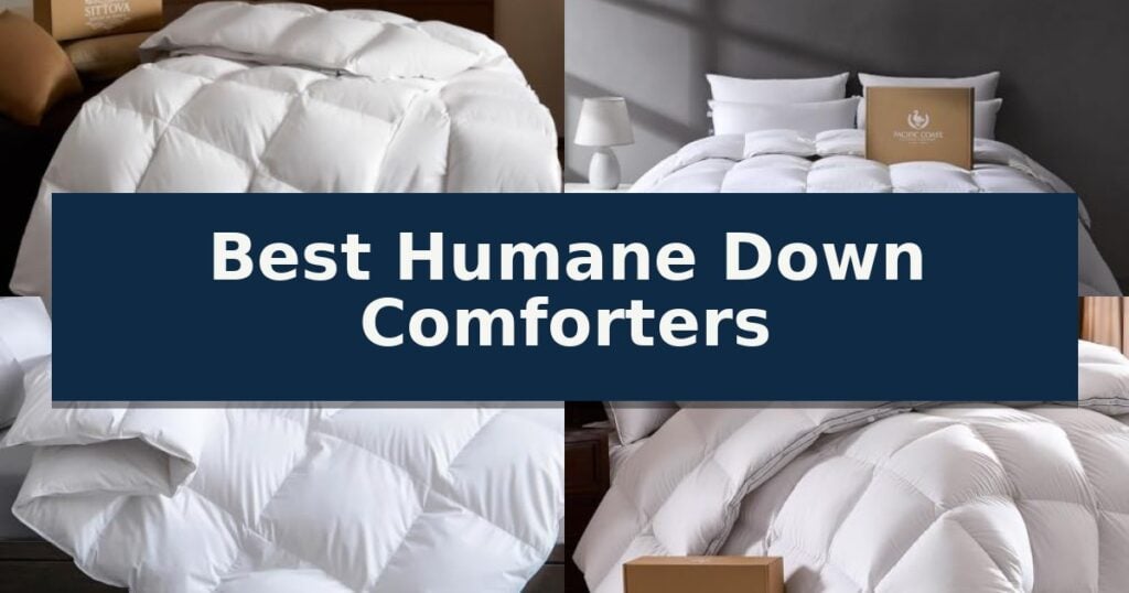 Best Humane Down Comforters