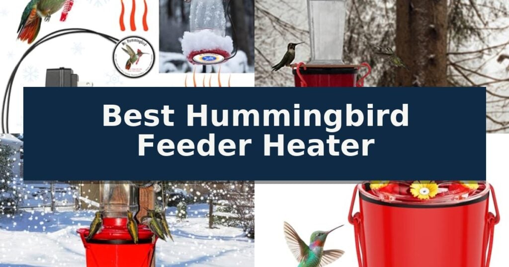 Best Hummingbird Feeder Heater