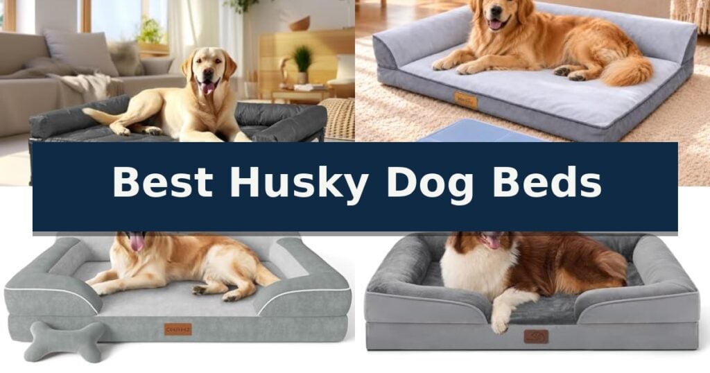 Best Husky Dog Beds