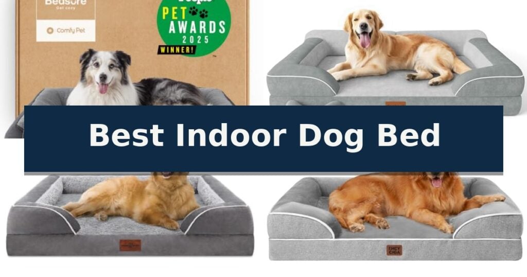 Best Indoor Dog Bed